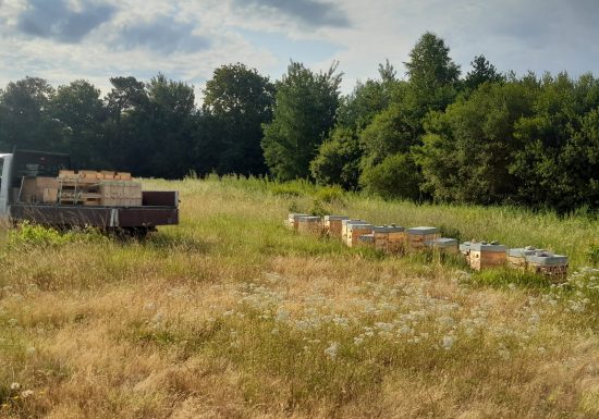 Visite guidée d’un rucher avec Mella Facimus