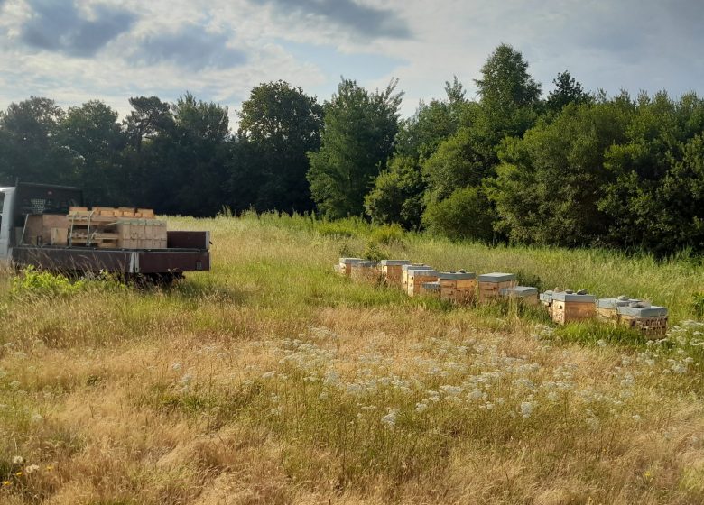 Visite guidée d’un rucher avec Mella Facimus