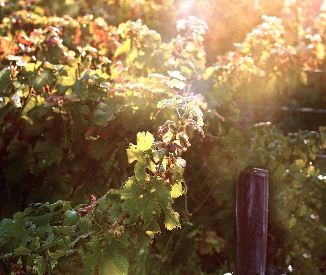 AéroVino – Fly & Wine au Château l’Argilus du Roi