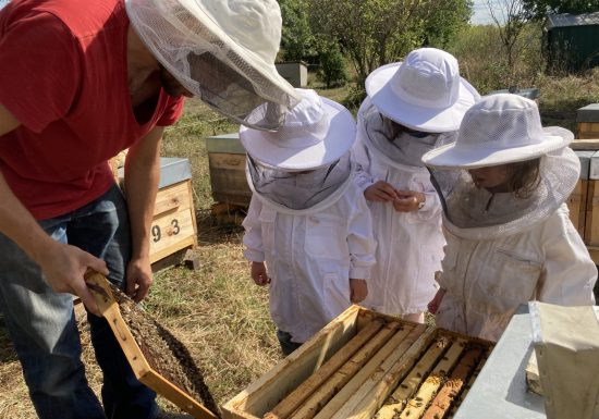 Visite guidée d’un rucher avec Mella Facimus