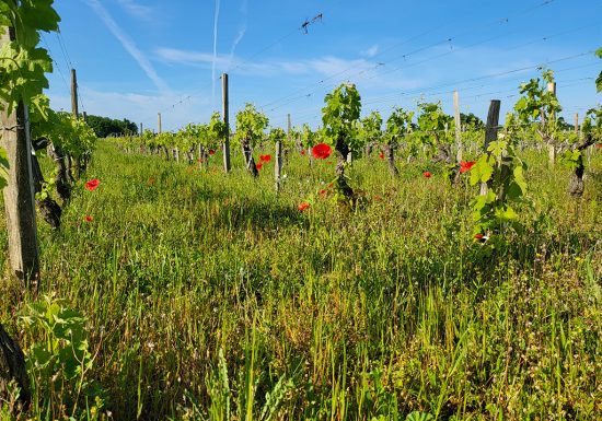 L’Apéro dans les Vignes au Château Hourtin-Ducasse