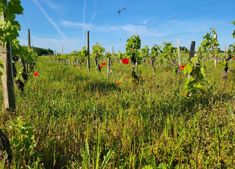 L’Apéro dans les Vignes au Château Hourtin-Ducasse