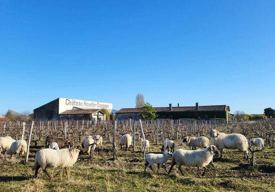 L’Apéro dans les Vignes au Château Hourtin-Ducasse