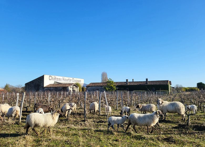 L’Apéro dans les Vignes au Château Hourtin-Ducasse