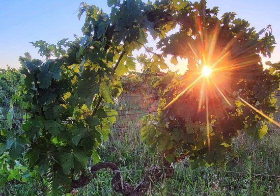 L’Apéro dans les Vignes au Château Hourtin-Ducasse