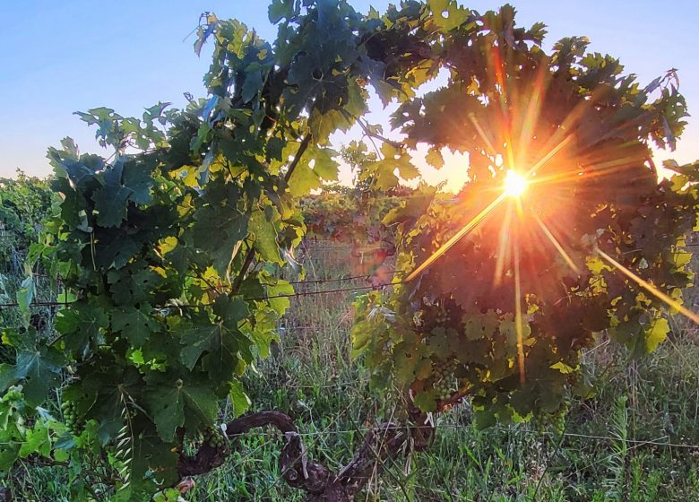 L’Apéro dans les Vignes au Château Hourtin-Ducasse