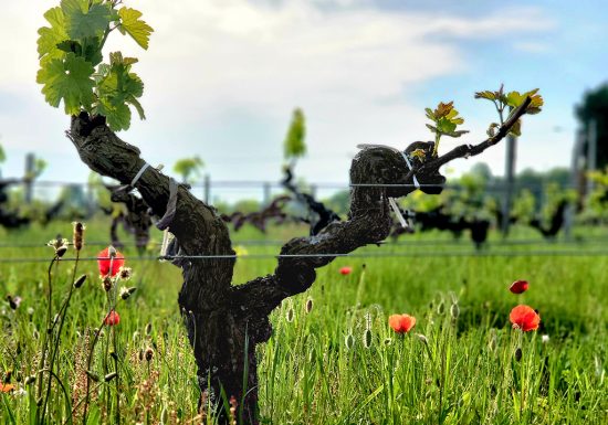 L’Apéro dans les Vignes au Château Hourtin-Ducasse